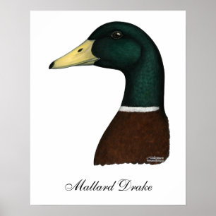 Mallard Drake Head Poster