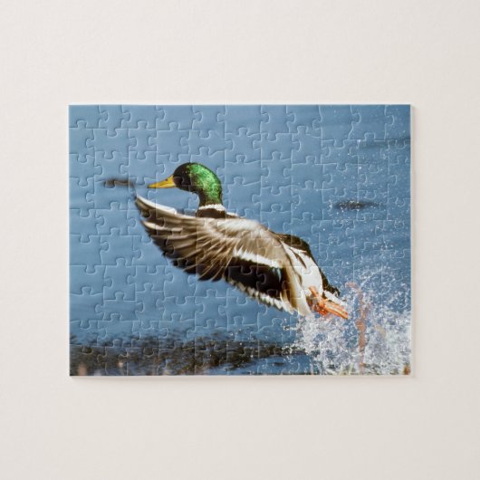 Mallard Drake Legpuzzel (Horizontaal)