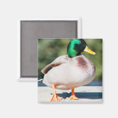 Mallard Drake Magneet (Voorkant / Achterkant)
