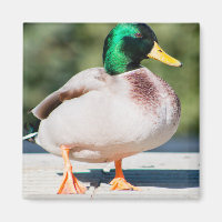 Mallard Drake