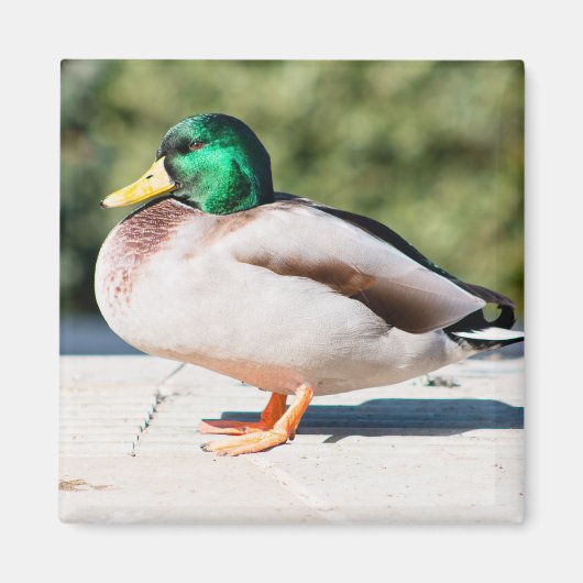 Mallard Drake Magneet (Voorkant)