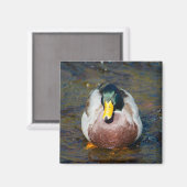 Mallard Drake Magneet (Voorkant / Achterkant)