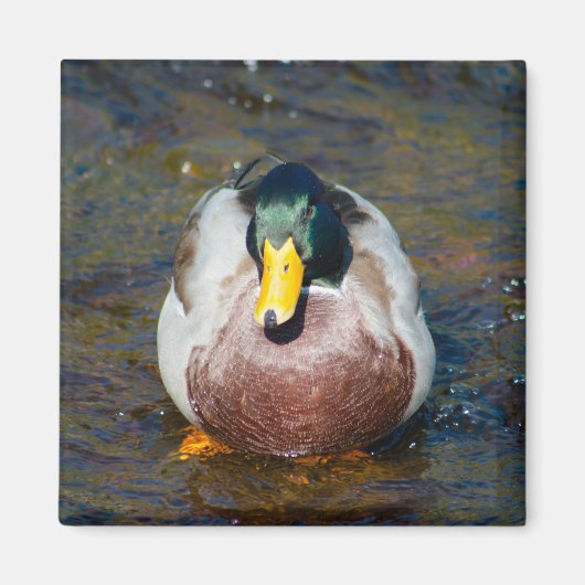 Mallard Drake Magneet (Voorkant)