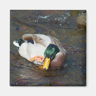 Mallard Drake Magneet