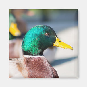Mallard Drake Magneet