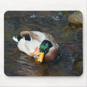 Mallard Drake Muismat