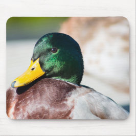 Mallard Drake Muismat