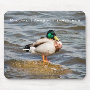 Mallard Drake Muismat