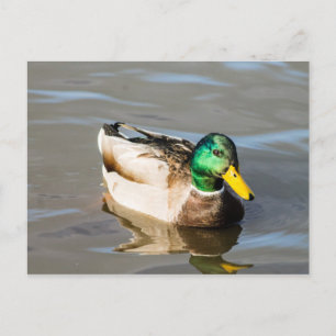 Mallard Drake Post Card Briefkaart