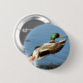 Mallard Drake vliegt Ronde Button 5,7 Cm (Voorkant /achterkant)