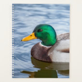 Mallard Duck (Devant)