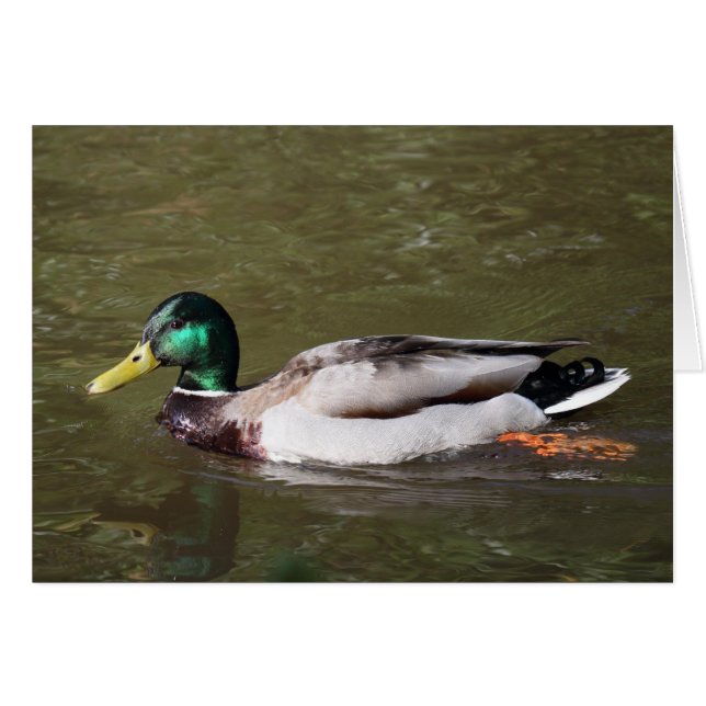 Mallard Duck (Devant horizontal)