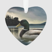Mallard Duck (devant)