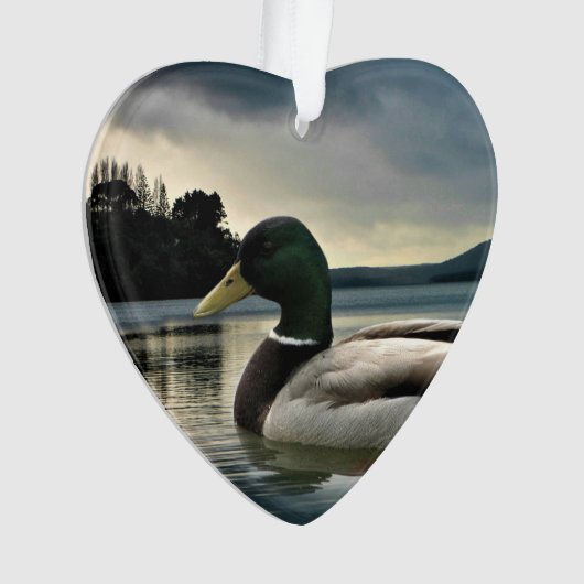 Mallard Duck (devant)