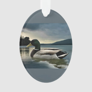 Mallard Duck
