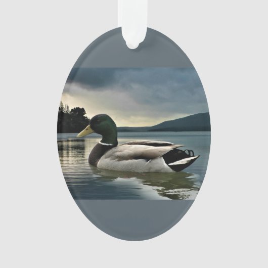 Mallard Duck (devant)