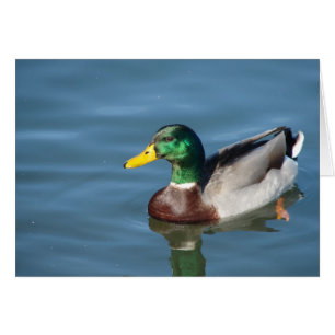 Mallard Duck All Occasions Wenskaart
