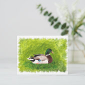 Mallard Duck assis dans les cartes postales en her (Debout devant)