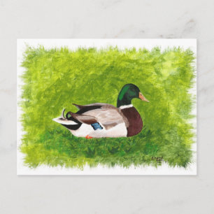 Mallard Duck assis dans les cartes postales en her