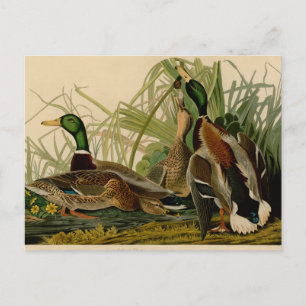 Mallard Duck Audubon Bird Painting Briefkaart
