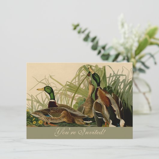 Mallard Duck Audubon Bird Painting Kaart (Staand voorkant)