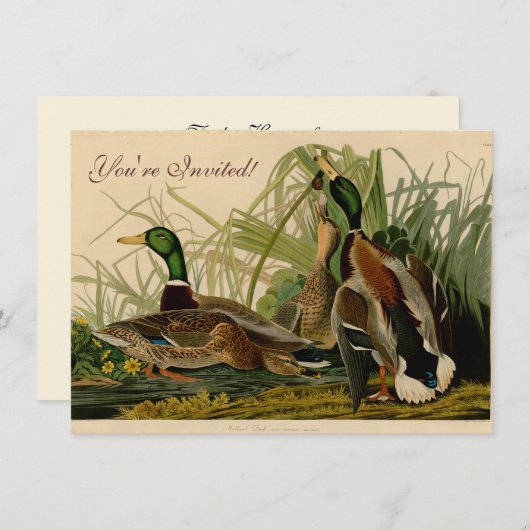 Mallard Duck Audubon Bird Painting Kaart (Voorkant / Achterkant)