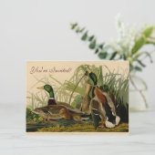 Mallard Duck Audubon Bird Painting Kaart (Staand voorkant)