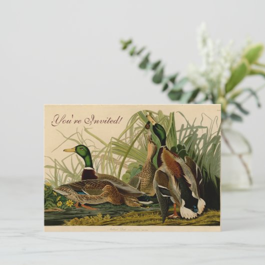 Mallard Duck Audubon Bird Painting Kaart (Staand voorkant)