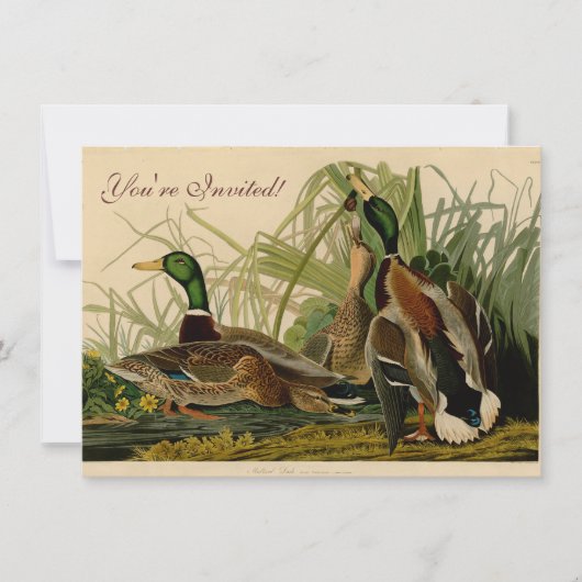 Mallard Duck Audubon Bird Painting Kaart (Voorkant)