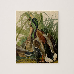 Mallard Duck Audubon Bird Painting Legpuzzel