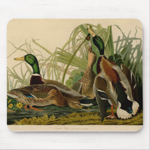 Mallard Duck Audubon Bird Painting Muismat