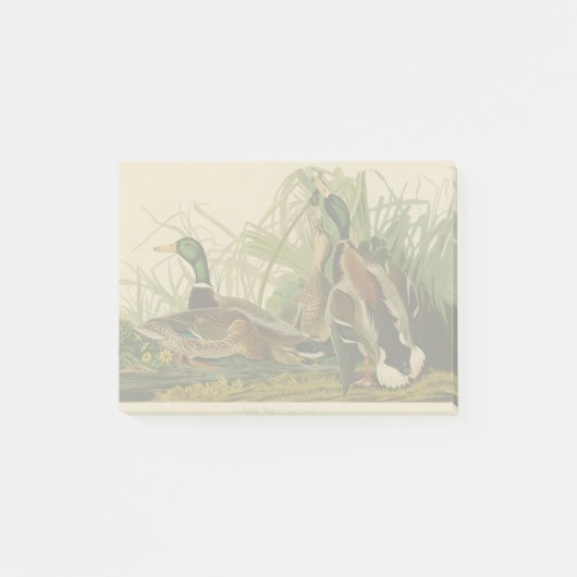 Mallard Duck Audubon Bird Painting Post-it® Notes (Voorkant)
