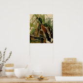 Mallard Duck Audubon Bird Painting Poster (Keuken)