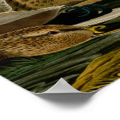 Mallard Duck Audubon Bird Painting Poster (Hoek)
