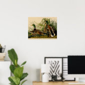 Mallard Duck Audubon Bird Painting Poster (Thuiskantoor)