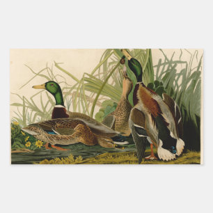 Mallard Duck Audubon Bird Painting Rechthoekige Sticker