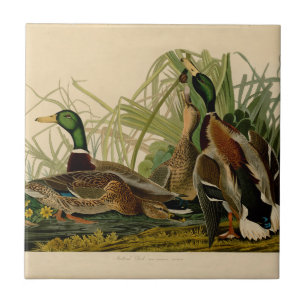 Mallard Duck Audubon Bird Painting Tegeltje