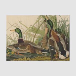 Mallard Duck Audubon Bird Painting Tissuepapier