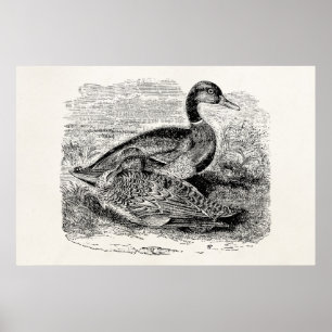  Mallard Duck Bird - Ducks Birds Sjabloon Poster