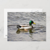 Mallard Duck Briefkaart (Voorkant / Achterkant)