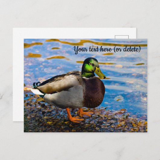 Mallard Duck Briefkaart (Voorkant / Achterkant)