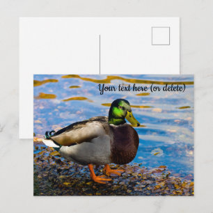 Mallard Duck Briefkaart