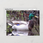 Mallard Duck Briefkaart (Voorkant / Achterkant)