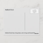 Mallard Duck Briefkaart (Achterkant)