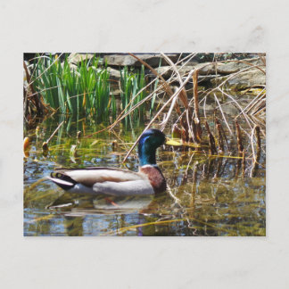 Mallard Duck Briefkaart