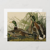 Mallard Duck Briefkaart (Voorkant / Achterkant)