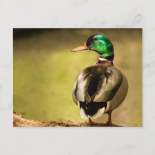 Mallard Duck Briefkaart