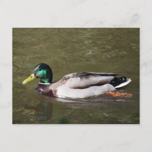 Mallard Duck Briefkaart