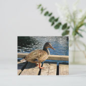Mallard Duck Briefkaart (Staand voorkant)