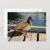 Mallard Duck Briefkaart (Voorkant / Achterkant)